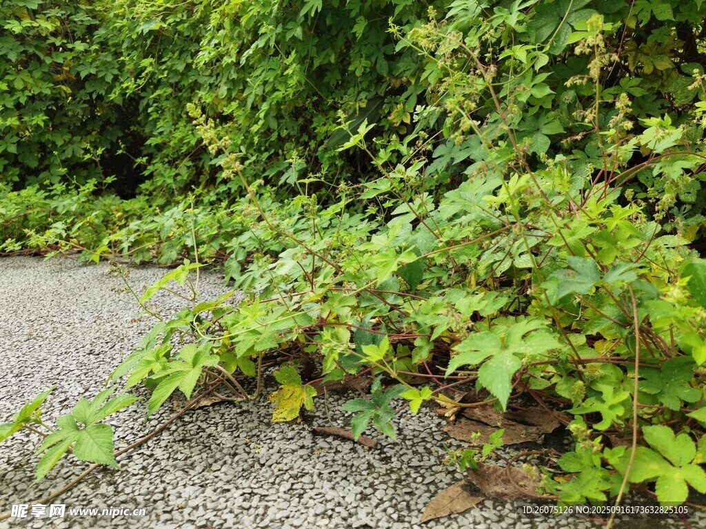 路邊繁茂綠植