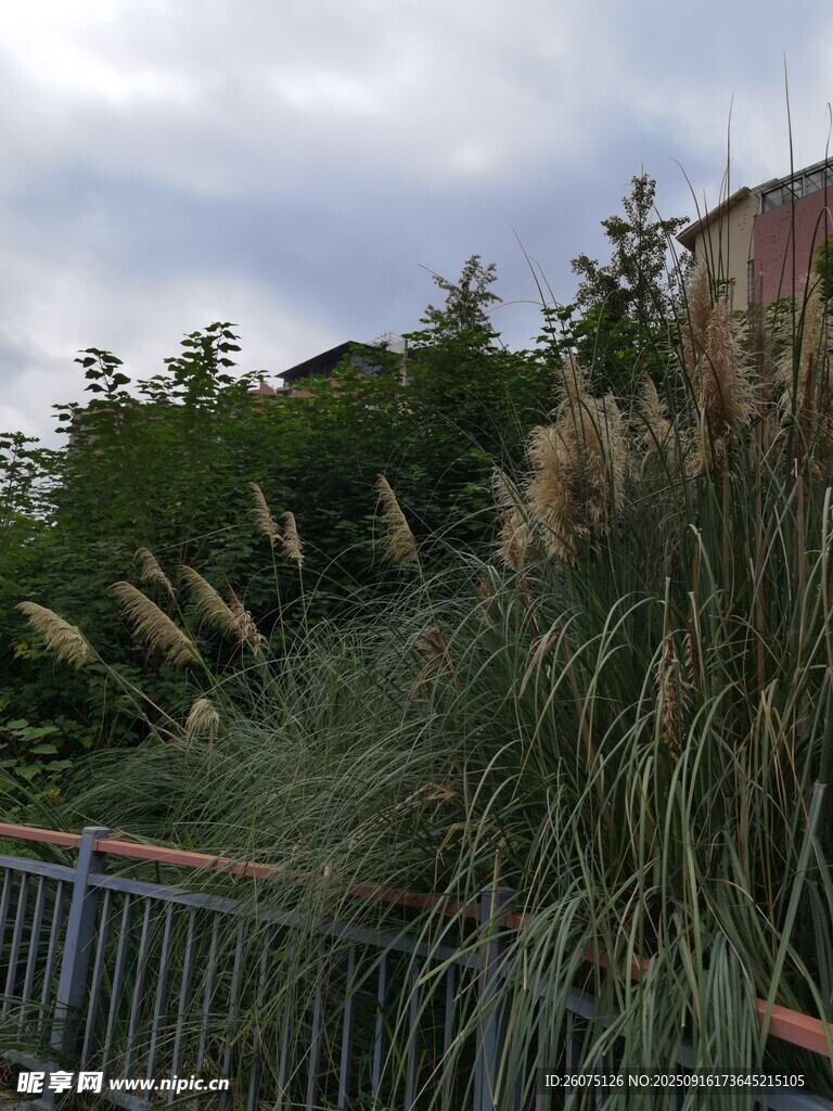 戶外繁茂的蘆葦景觀
