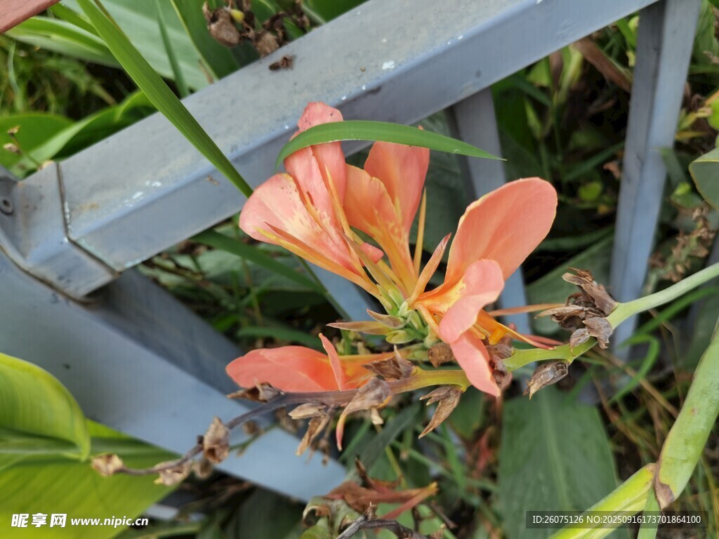 嬌艷橙花綻放綠葉間