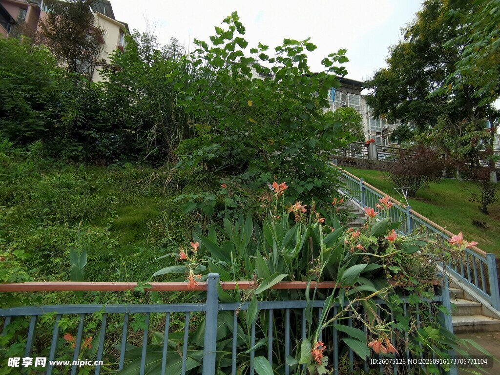庭院綠植景觀