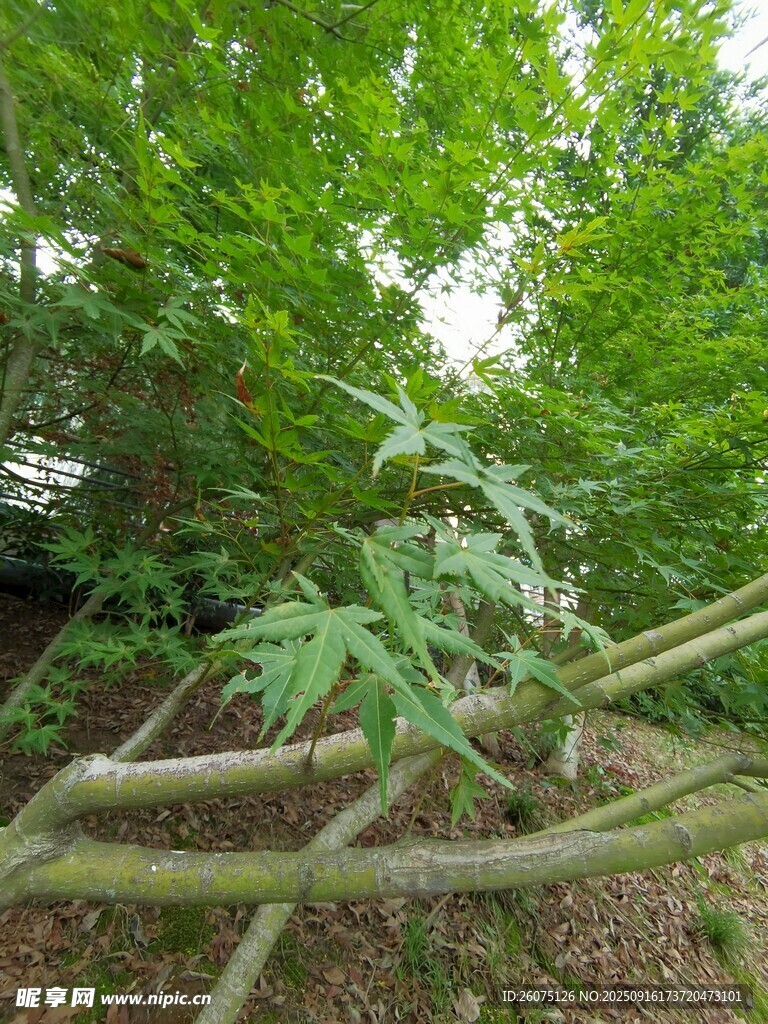 林間繁茂草木與橫斜枝干