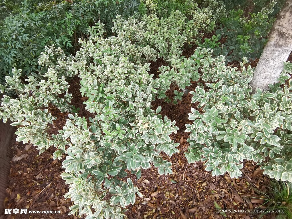 綠葉繁茂的地面植物景觀