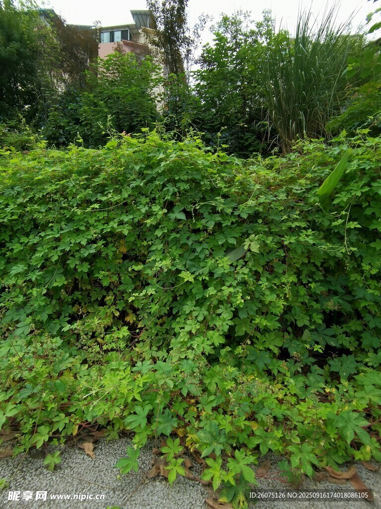 翠綠繁茂的爬藤植物景觀