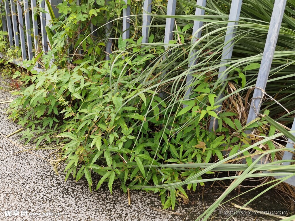 圍欄邊的翠綠植物