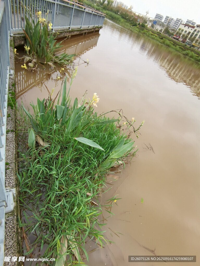 洪水淹沒(méi)道路旁的綠植