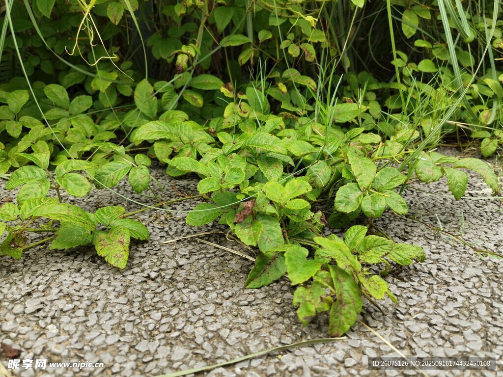 石縫中生長的翠綠植物