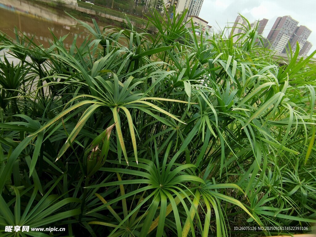 翠綠龍血樹植物景觀