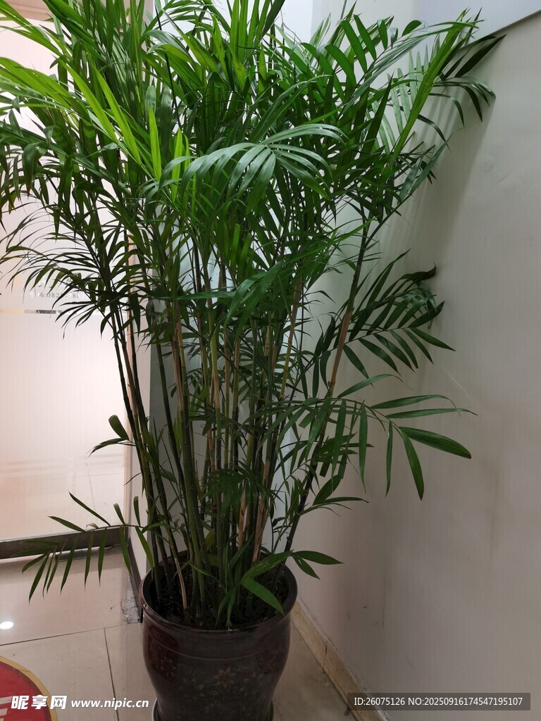 室內(nèi)翠綠散尾葵盆栽