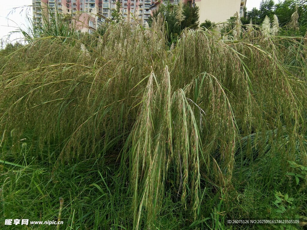 觀賞草景觀