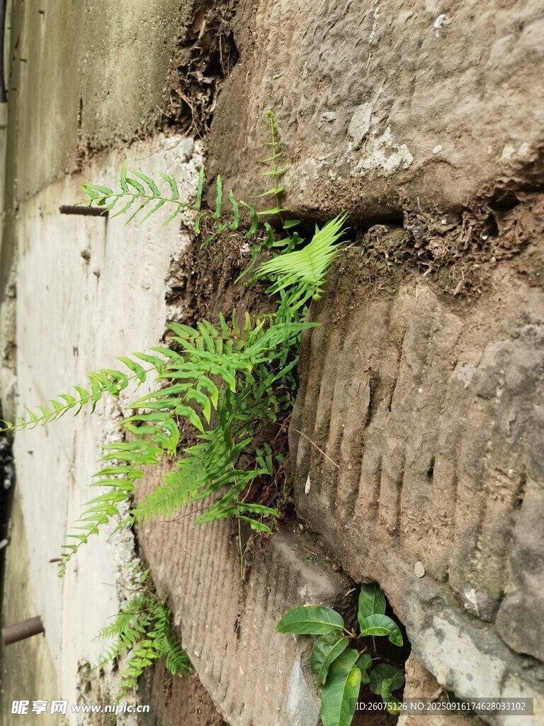 石縫中生長的翠綠蕨類植物
