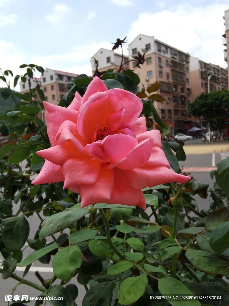 嬌艷盛開(kāi)的粉紅色月季花