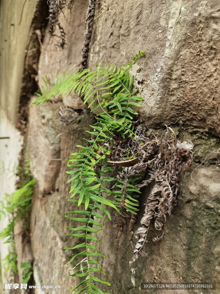 石縫中生長的翠綠蕨類植物