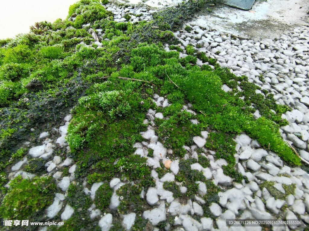 青苔覆蓋的鵝卵石小徑