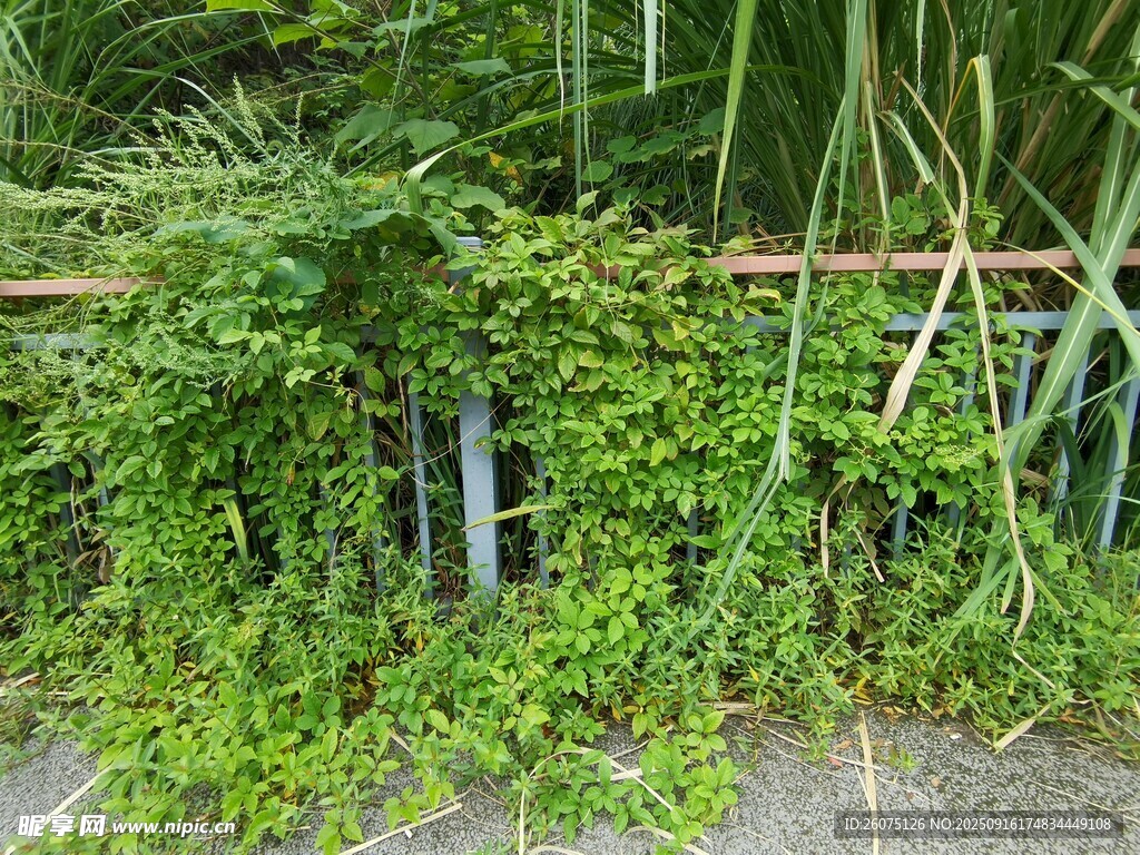 藤蔓植物攀爬于圍欄處
