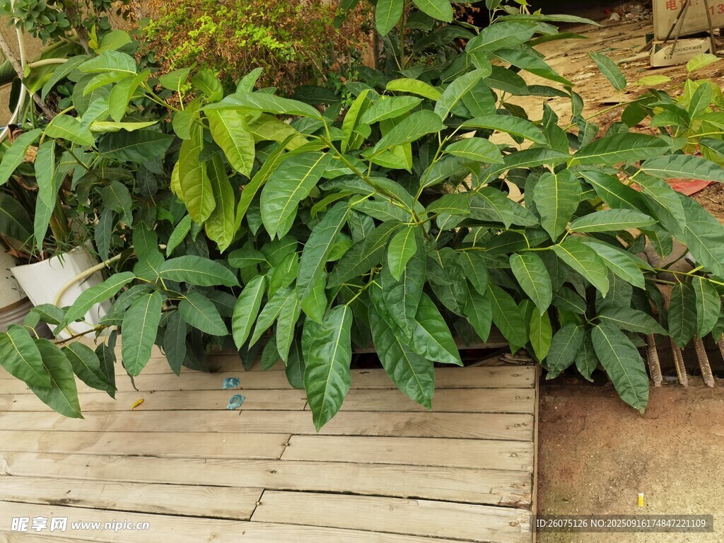 綠葉植物裝點木質(zhì)地面