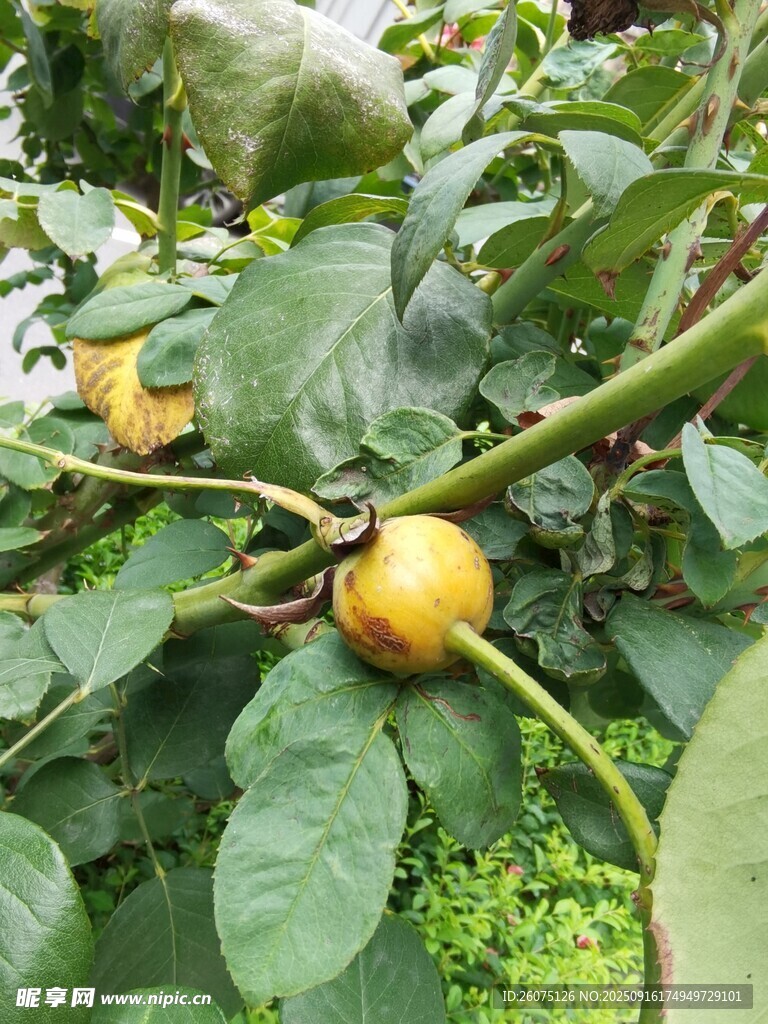 枝頭黃果伴綠葉