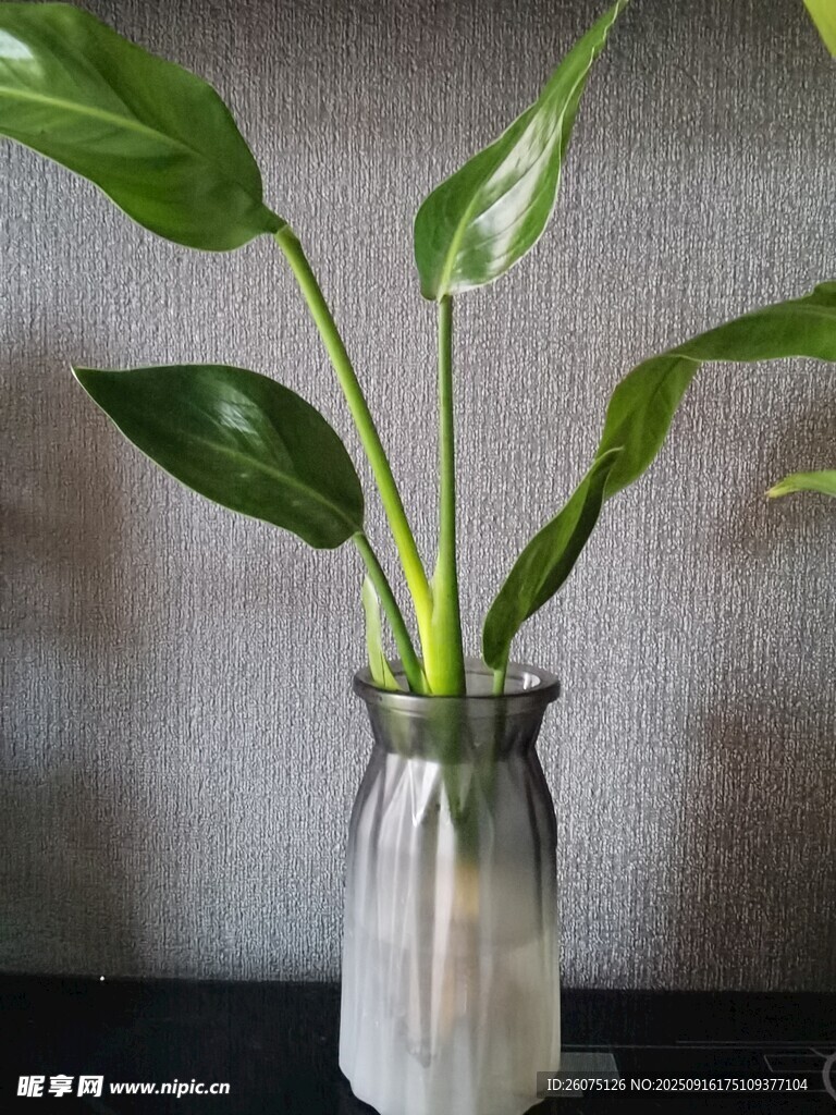 透明花瓶中的翠綠綠植