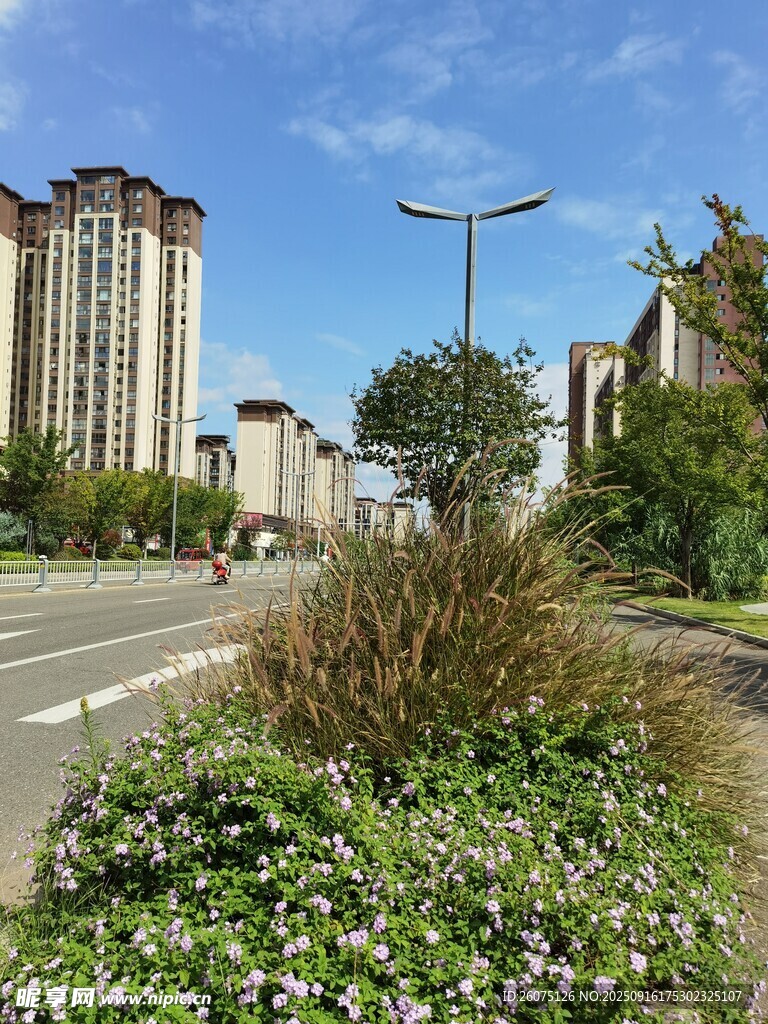 城市道路旁的綠植景觀