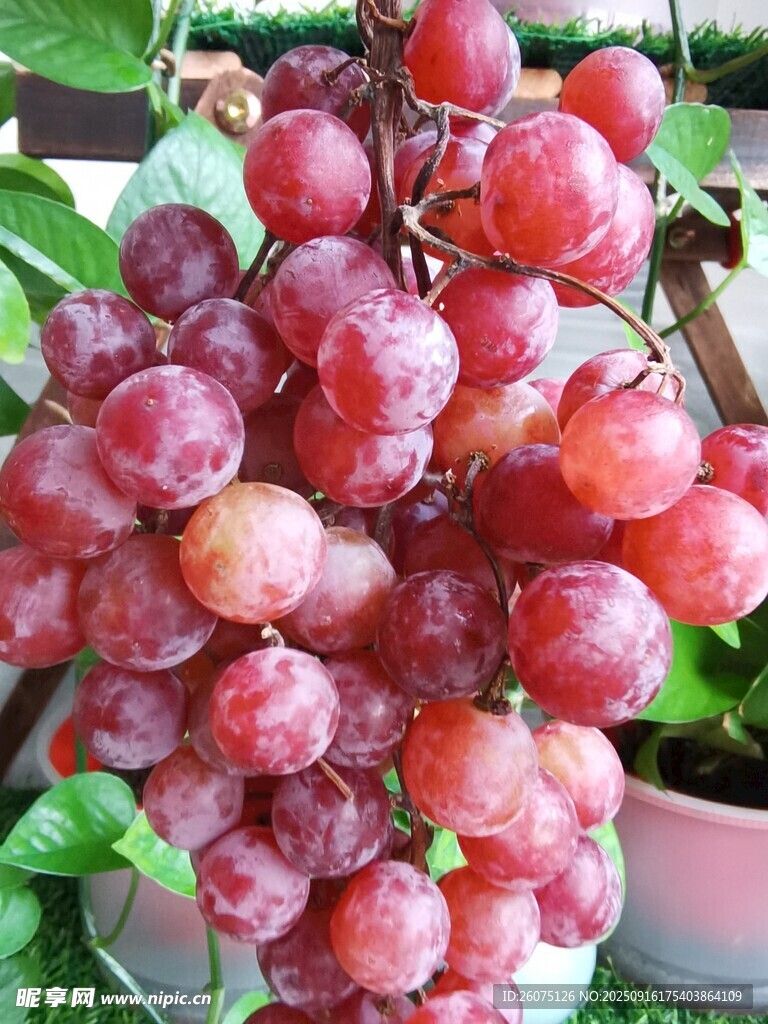 一串色澤誘人的紅葡萄