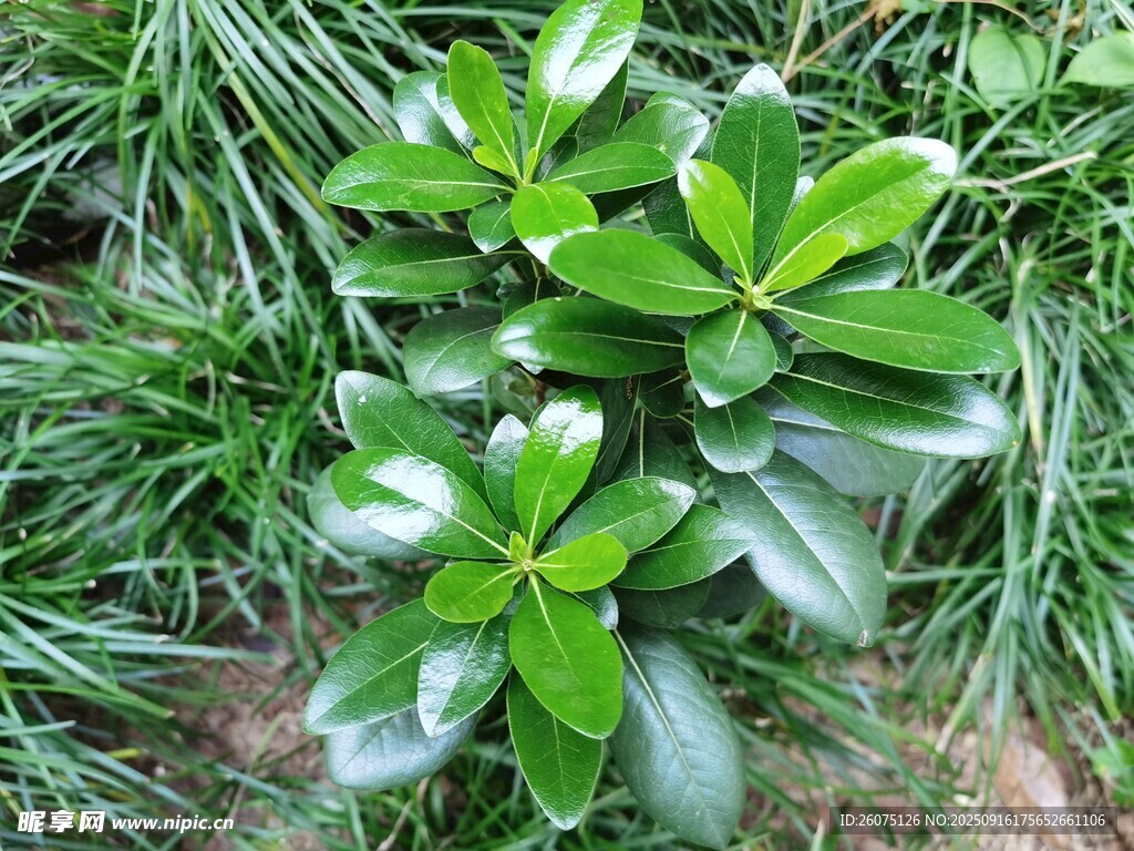 綠葉繁茂的清新綠植