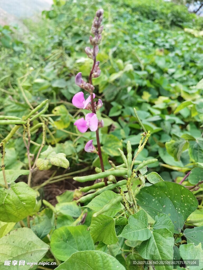 草叢中綻放的粉色小花
