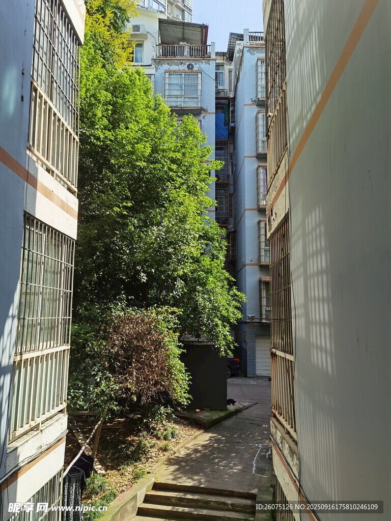 狹窄小巷中的綠植與建筑