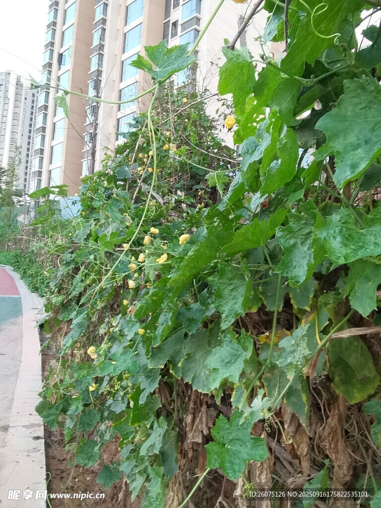 墻邊繁茂綠植生機盎然