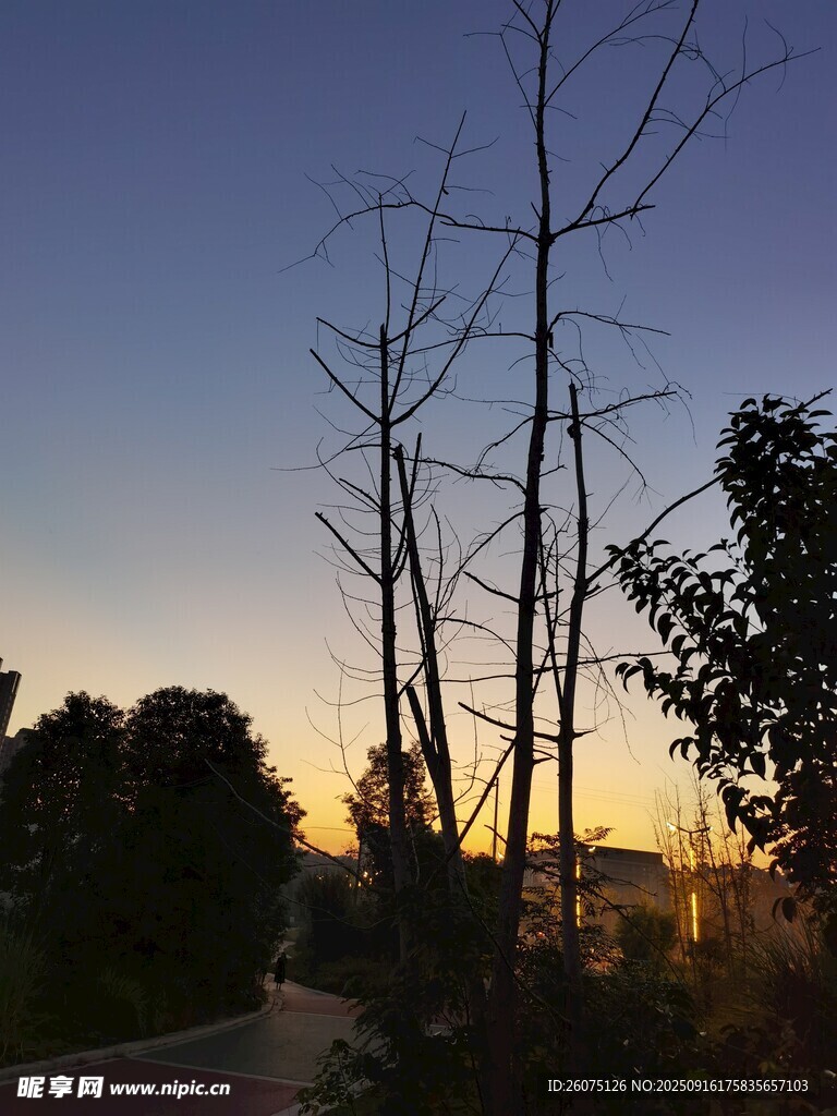 夕陽下的枯樹與繁茂樹木