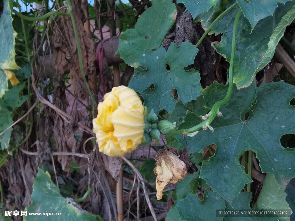 黃色南瓜花綻于綠葉間