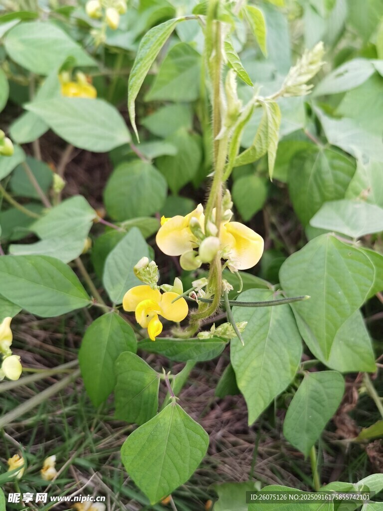 田間黃色小花綻放綠葉間