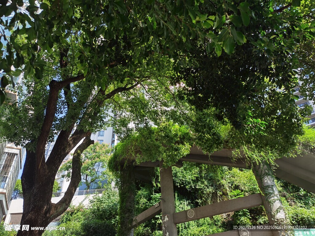 綠蔭下的戶外休閑景致