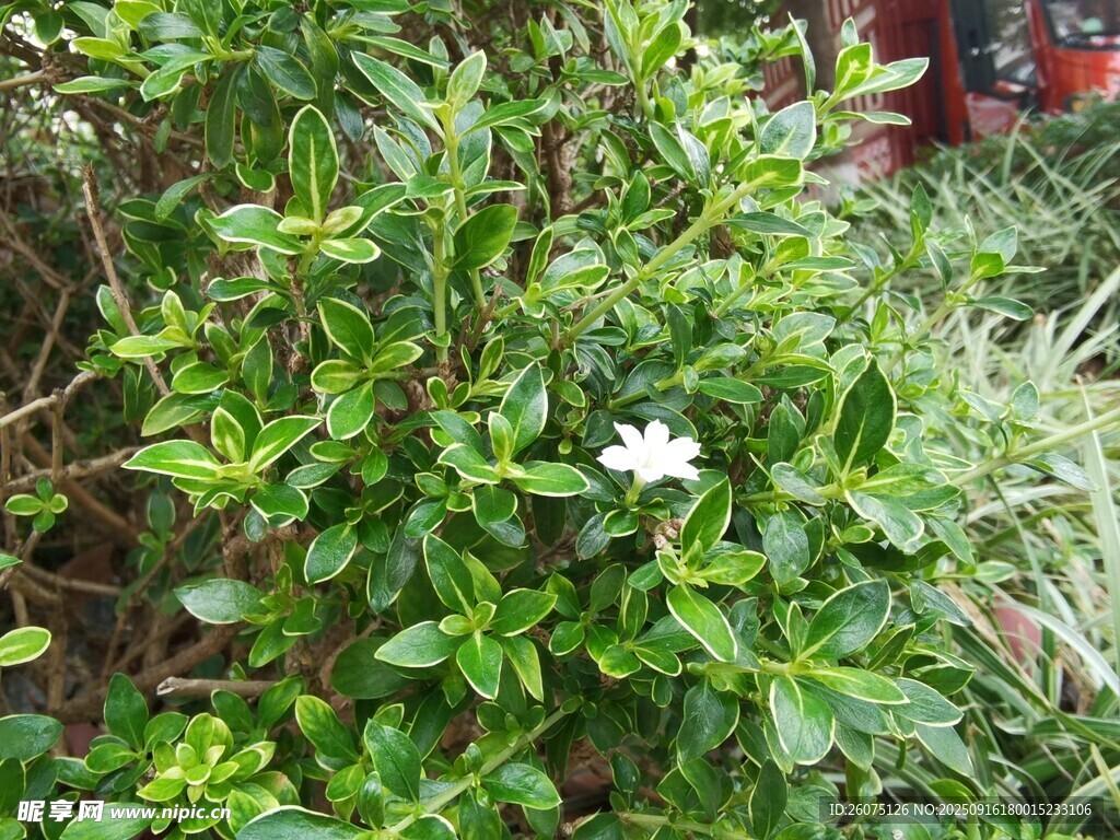 綠葉叢中的白色小花