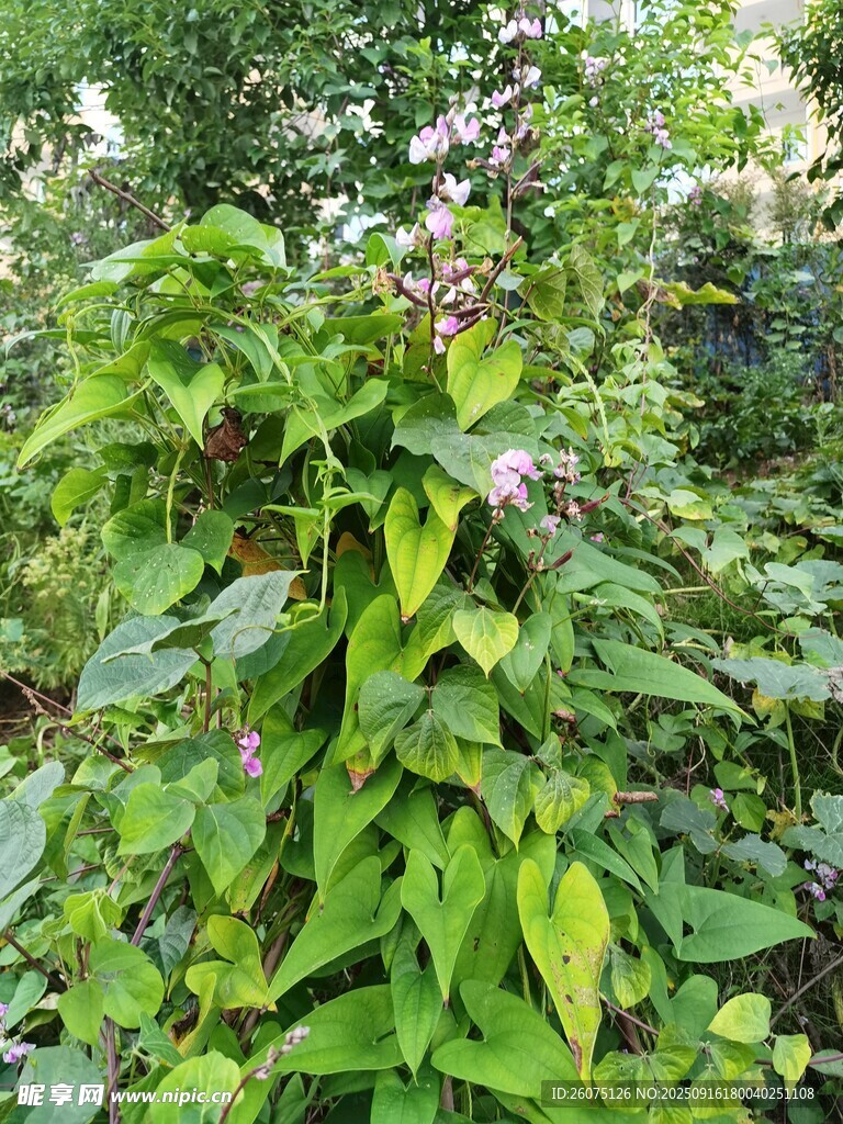 田間綠葉繁花的蓬勃植物