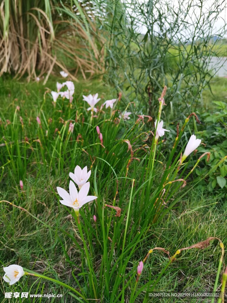 草叢中的美麗白色花朵