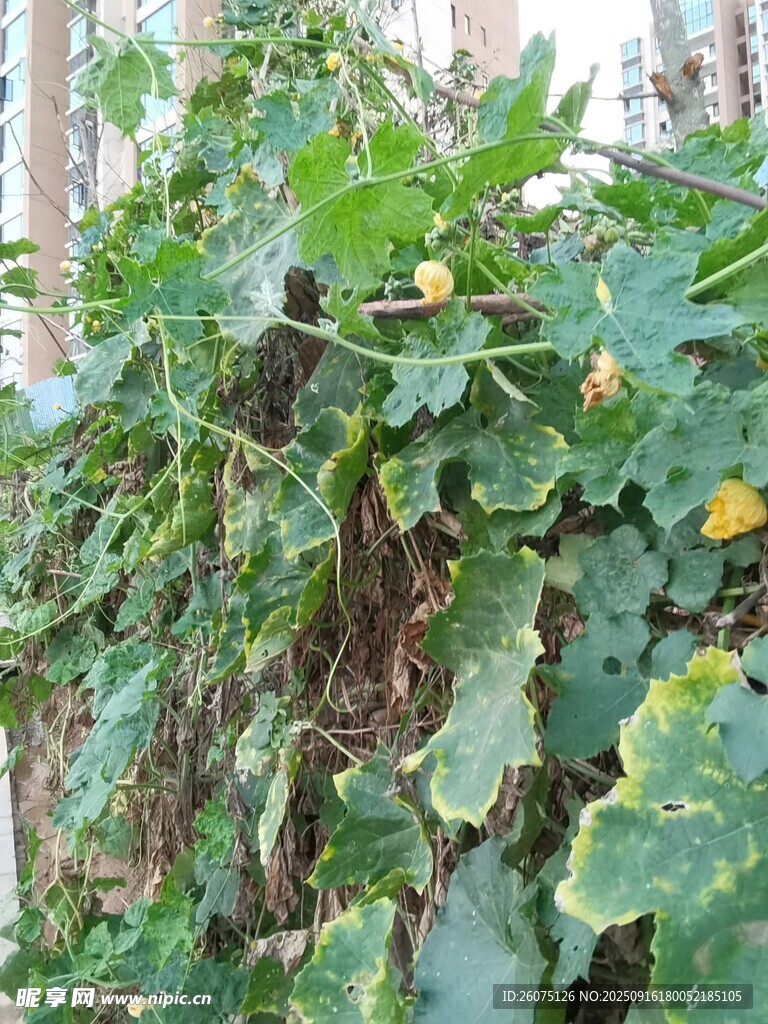 藤蔓上的綠葉與黃色小花