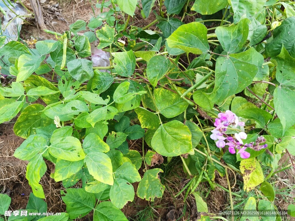 田間的粉紫色豆角花
