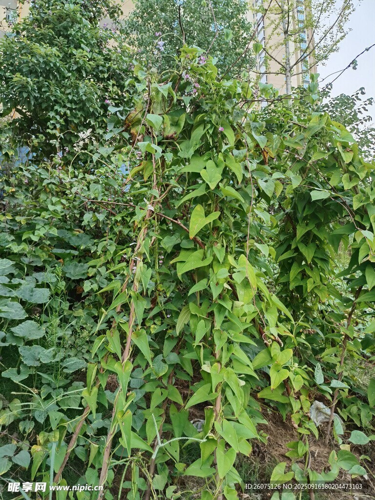 繁茂綠植展現(xiàn)自然生機