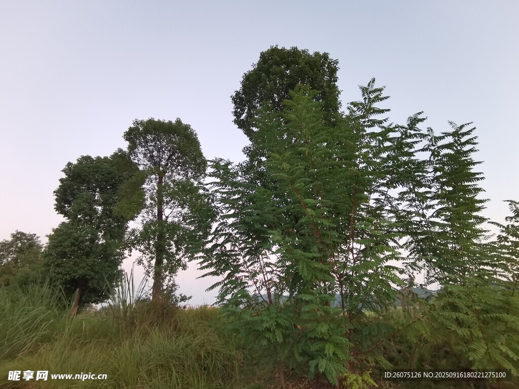 野外蔥郁樹木景觀
