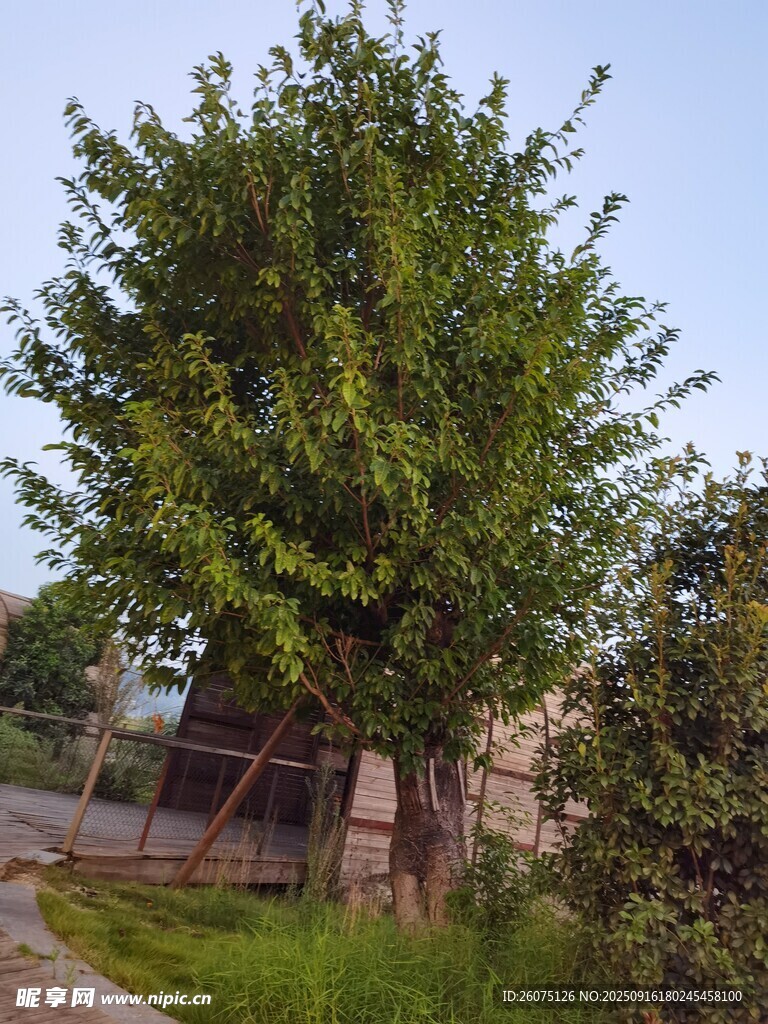 庭院中的蔥郁大樹