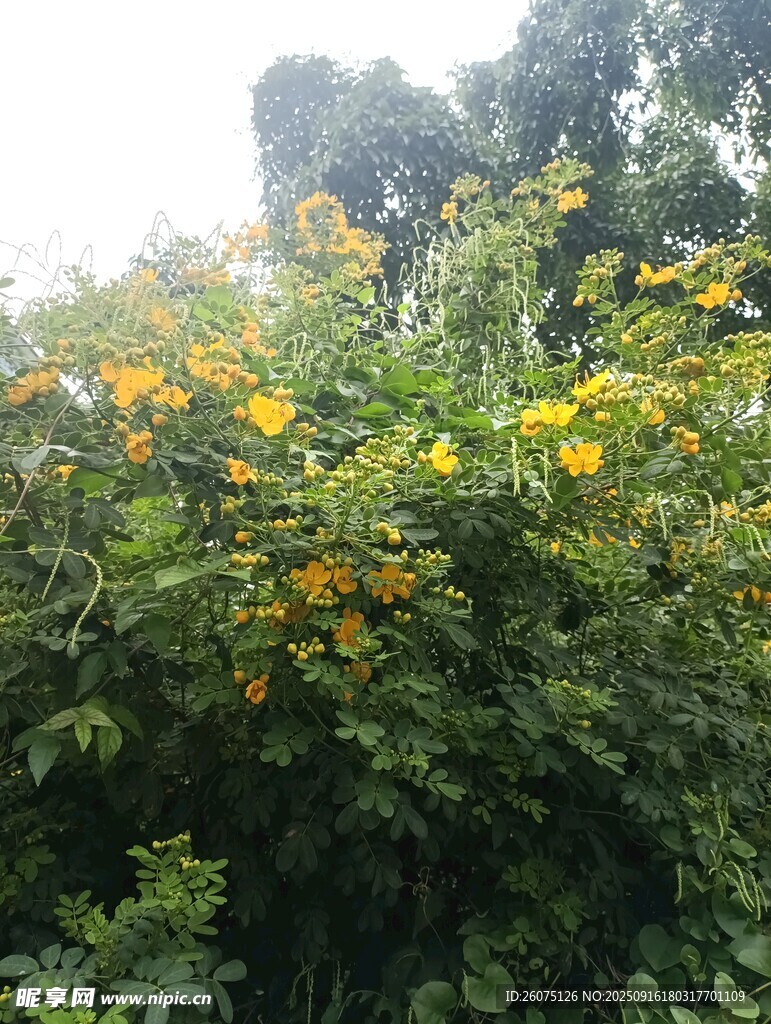 繁茂綠植間的明艷黃花