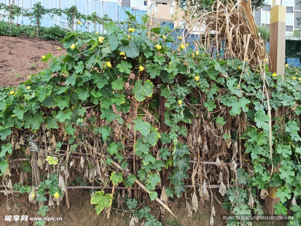 茂盛的綠色植物藤蔓