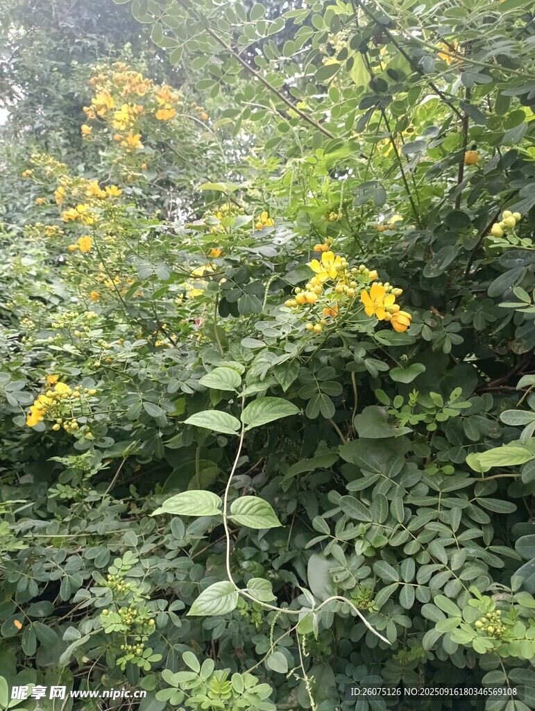 綠葉間綻放的黃色小花