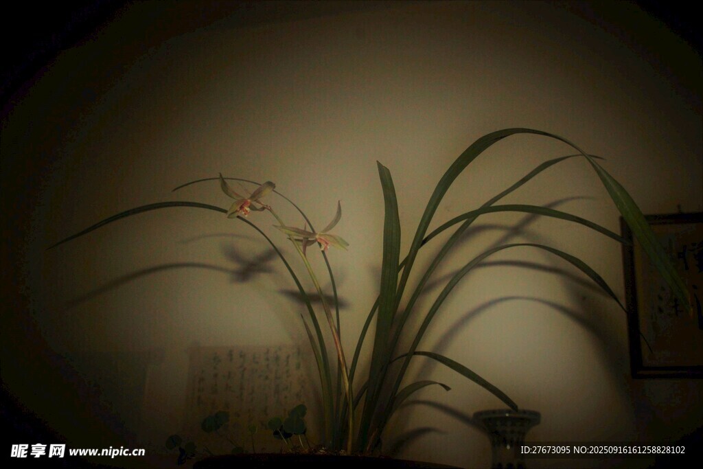 中式室內(nèi)蘭花雅致景致