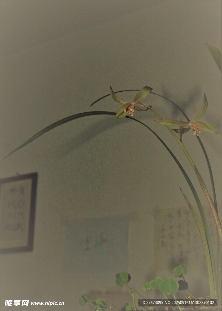 室內(nèi)優(yōu)雅綻放的蘭花