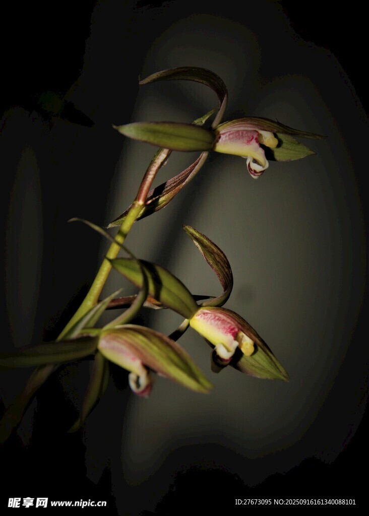 優(yōu)雅蘭花特寫