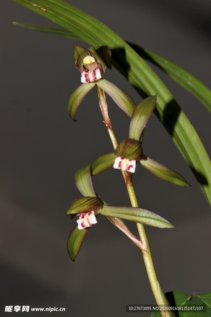 優(yōu)雅細(xì)莖蘭花綻放