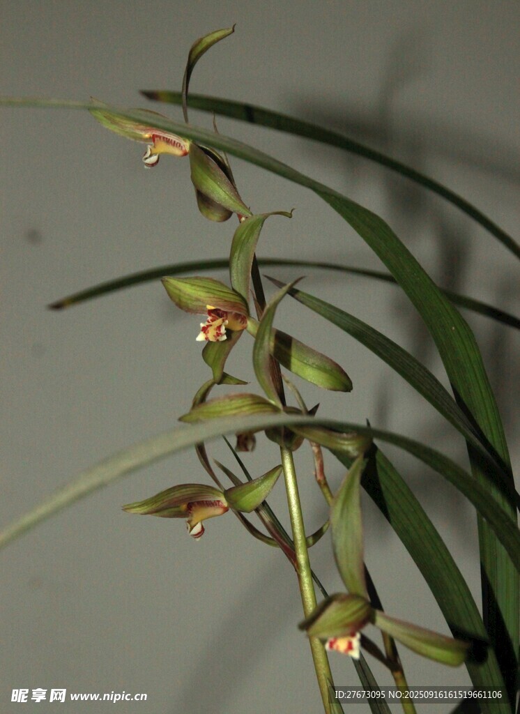 優(yōu)雅綻放的蘭花