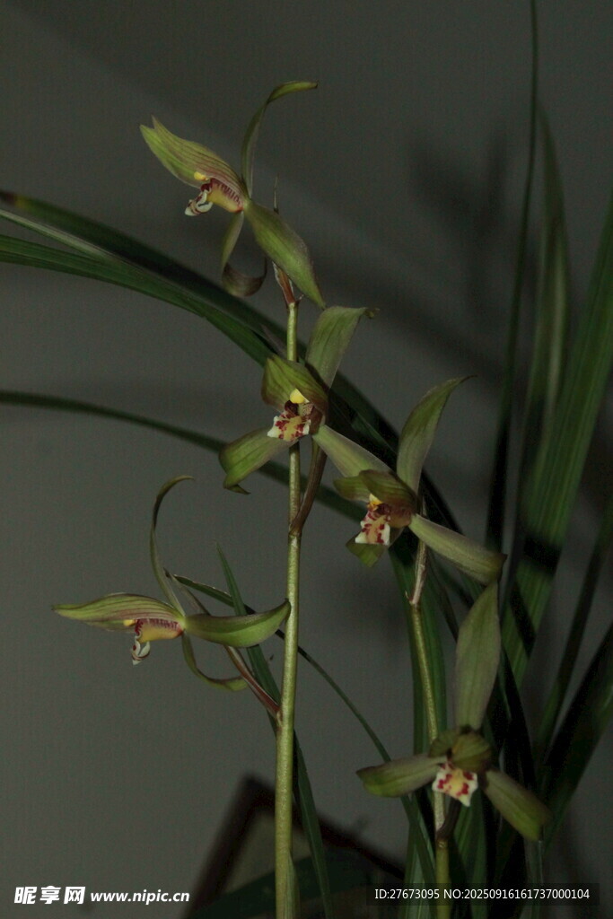 優(yōu)雅綻放的細長莖蘭花