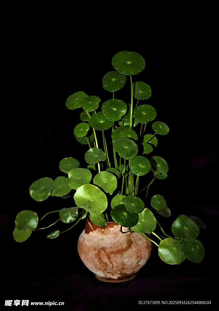 銅錢草盆栽綠意盎然