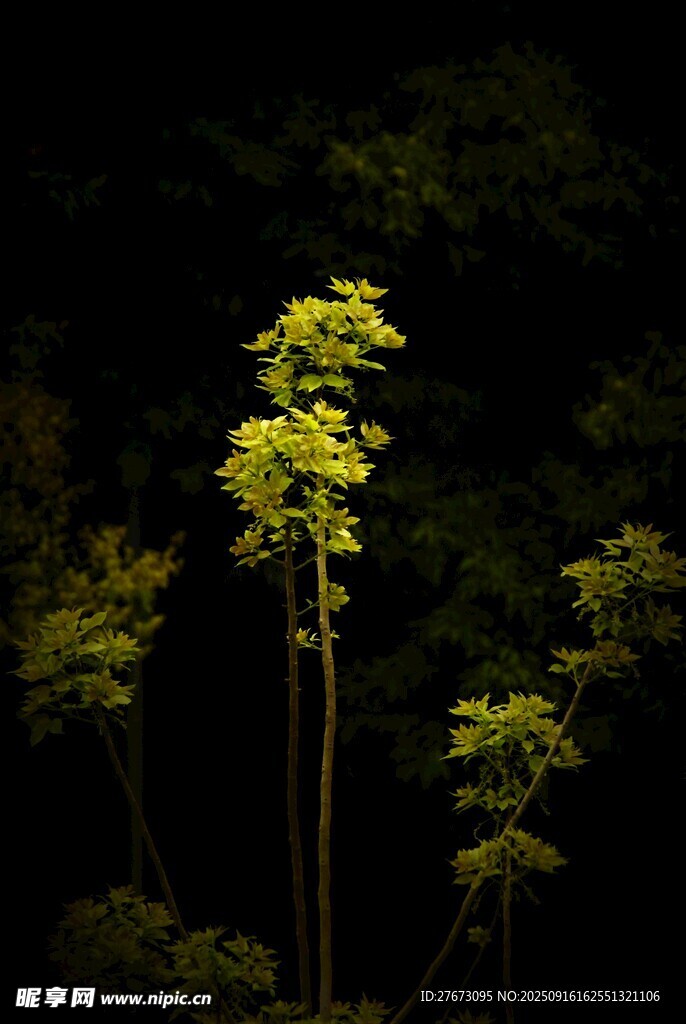 暗夜中挺立的翠綠植株